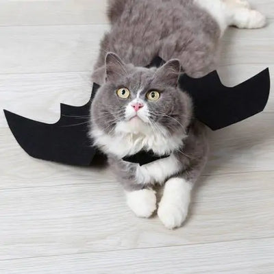 Batty Cat