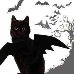 Batty Cat