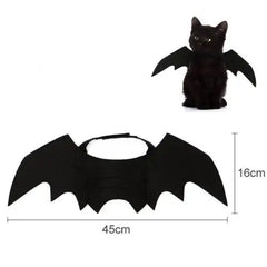 Batty Cat